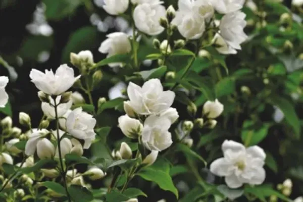 Fragrance_Ful_Plant_Organic_Jasmine
