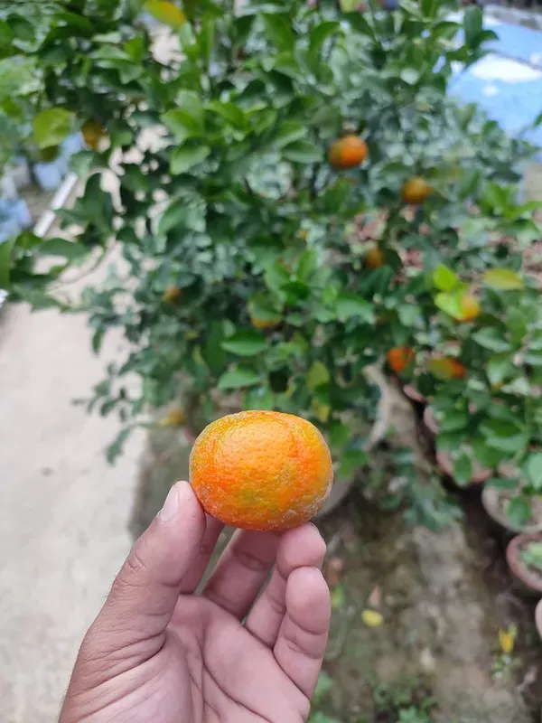 Pell_Sweet_Orange_Plant_Organic