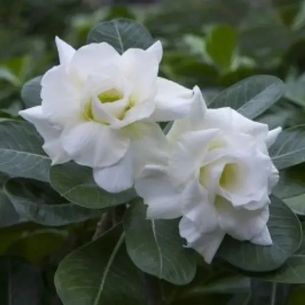 Addenium_White_Organic_Adenium_Plant