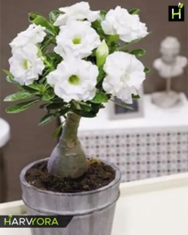 Addenium_White_Organic_Adenium_Plant