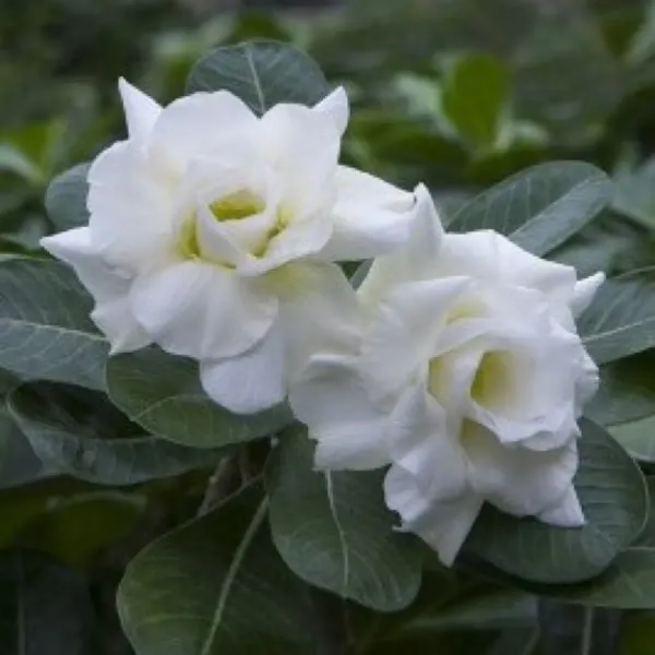 Addenium_White_Organic_Adenium_Plant