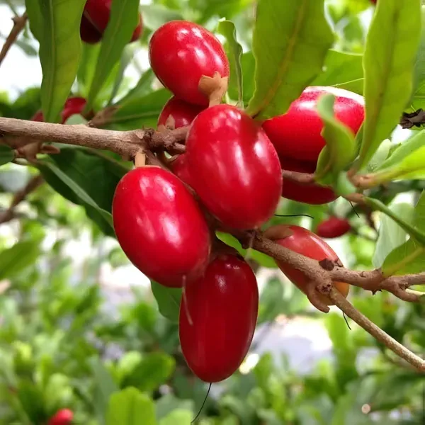 Miracle_Berry_Cherry_Organic_Plant