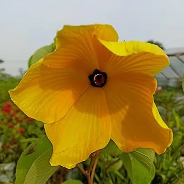 Yellow_Lotus_Alltime_Organic_Plant
