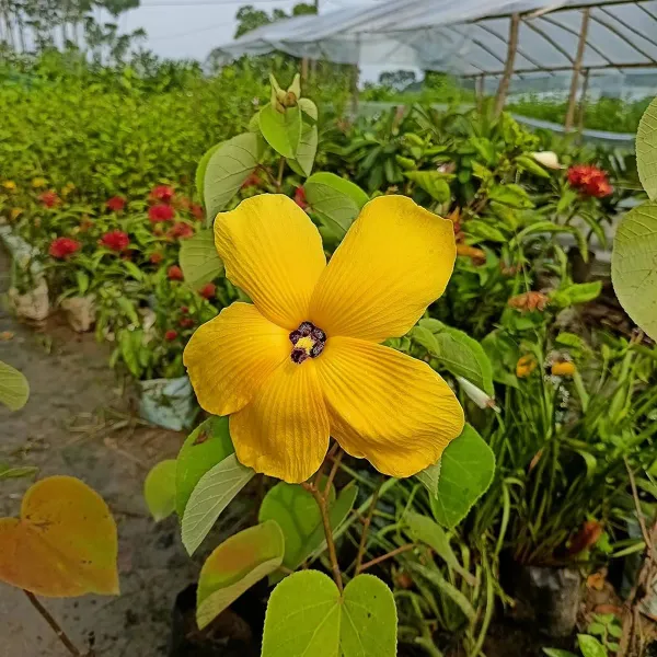 Yellow_Lotus_Alltime_Organic_Plant