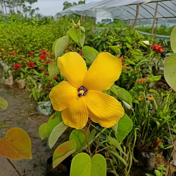 Yellow_Lotus_Alltime_Organic_Plant
