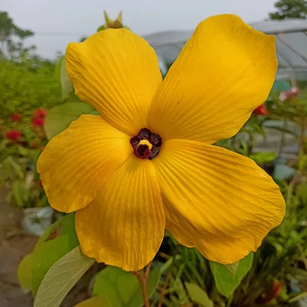 Yellow_Lotus_Alltime_Organic_Plant