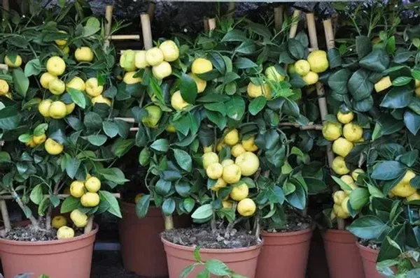 Katol_Gold_Mosambi_Organic_Plant