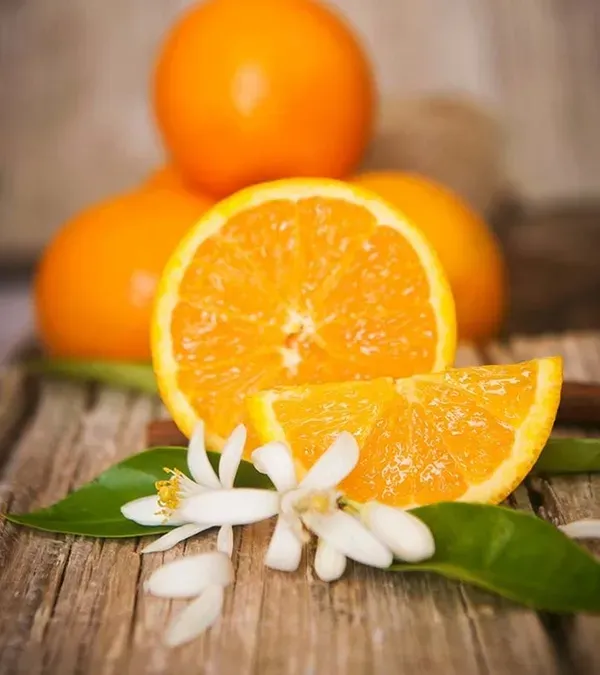 Katol_Gold_Mosambi_Organic_Plant