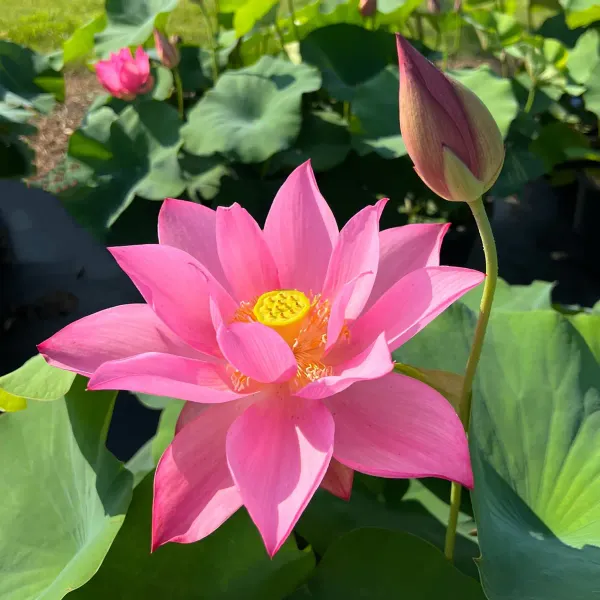 Carolina_Queen_Lotus_Tuber_Organic