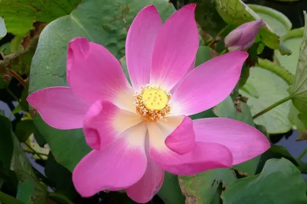 Carolina_Queen_Lotus_Tuber_Organic