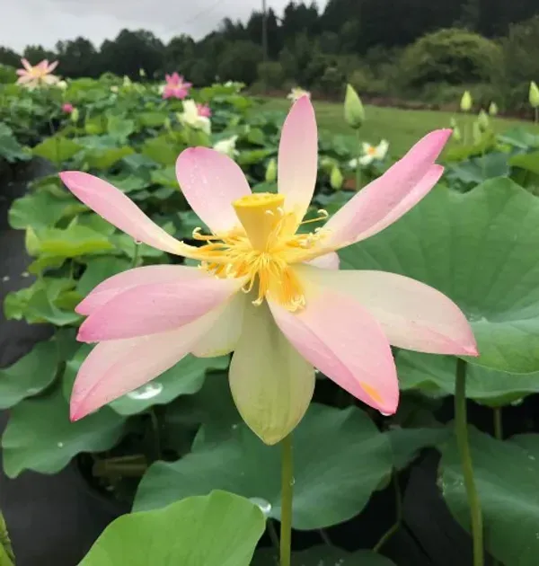 Carolina_Queen_Lotus_Tuber_Organic