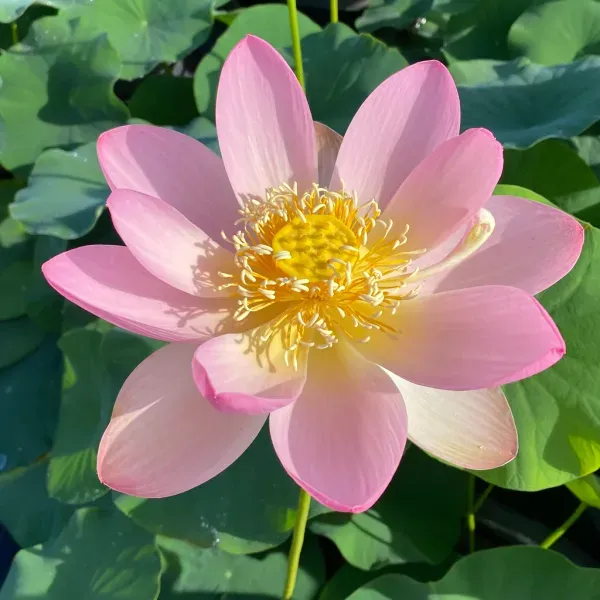 Carolina_Queen_Lotus_Tuber_Organic