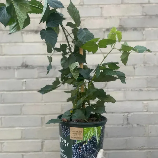 Blackberry_Long_Organic_Plant_For_Home