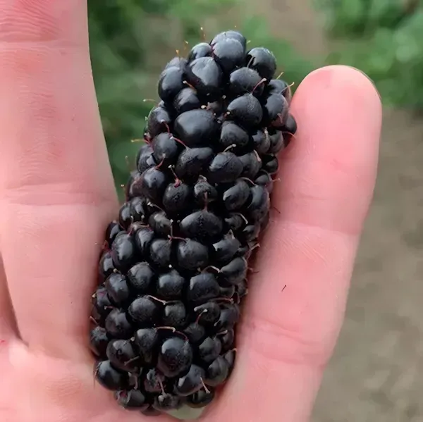 Blackberry_Long_Organic_Plant_For_Home