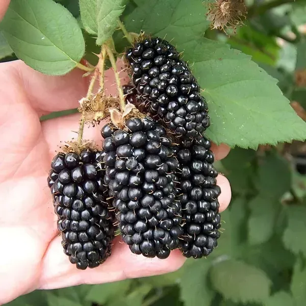 Blackberry_Long_Organic_Plant_For_Home