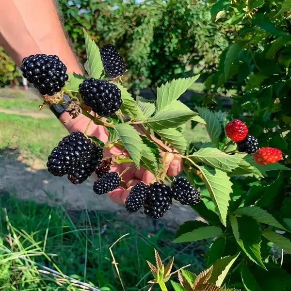 Blackberry_Long_Organic_Plant_For_Home