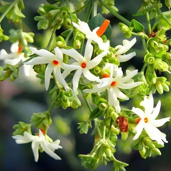 Parijat_Time_Flower_Organic_Plant