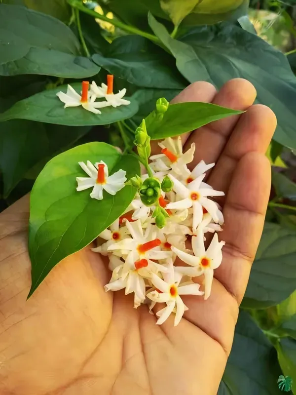 Parijat_Time_Flower_Organic_Plant