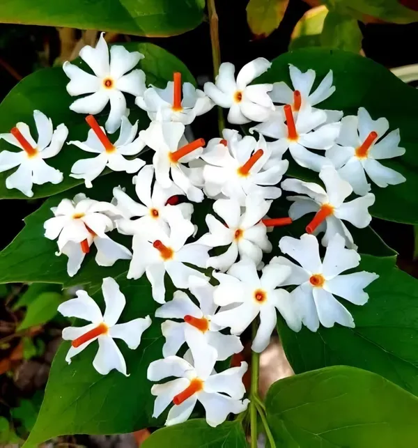Parijat_Time_Flower_Organic_Plant