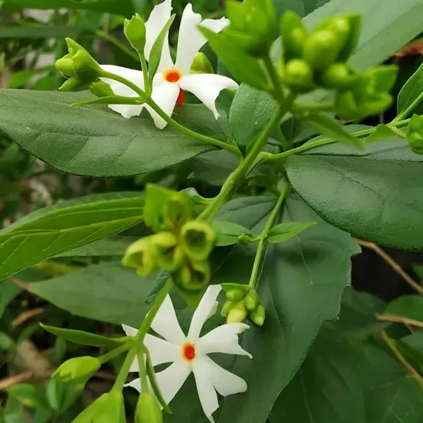 Parijat_Time_Flower_Organic_Plant