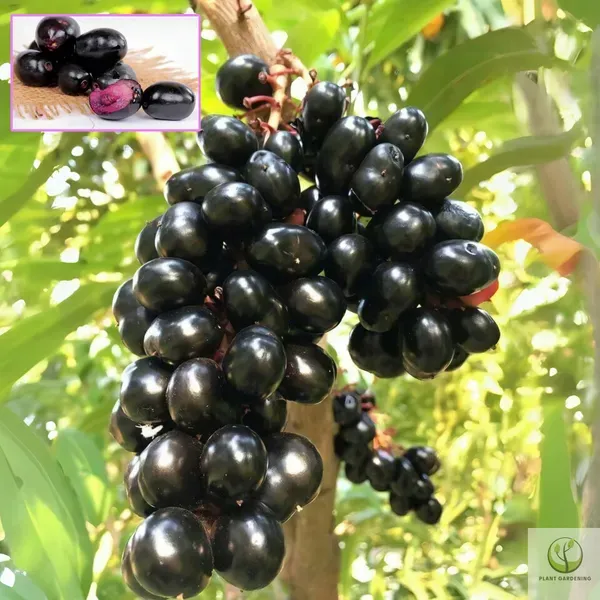 Ornamental_Jamun___Organic_Plant_For_Home