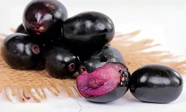 Ornamental_Jamun___Organic_Plant_For_Home