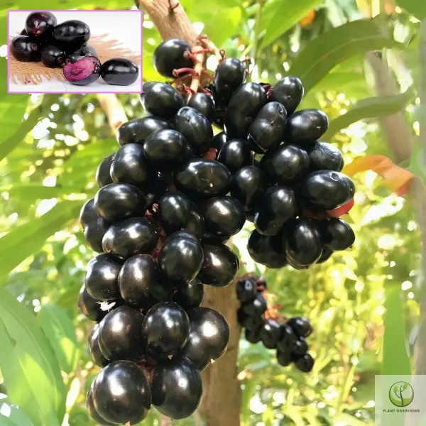 Ornamental_Jamun___Organic_Plant_For_Home