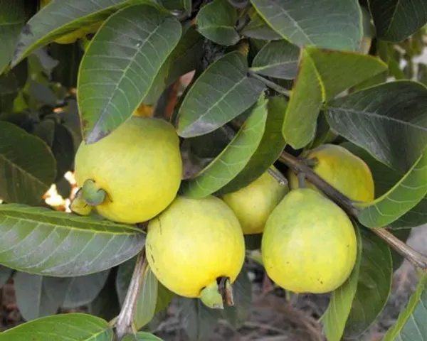 Golen_Guava__Organic_Ornamental_Plant_For_Home