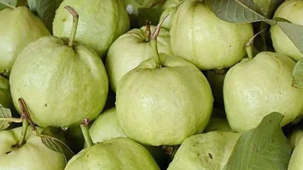 Golen_Guava__Organic_Ornamental_Plant_For_Home