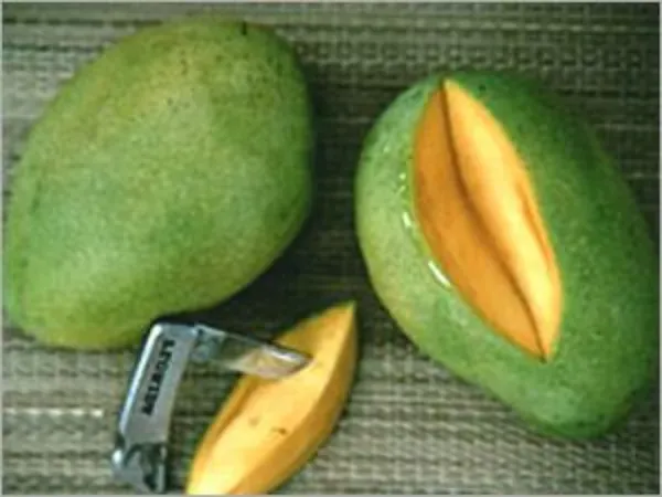 Fazli_Mango__Organic_Ornamental_Plant_For_Home