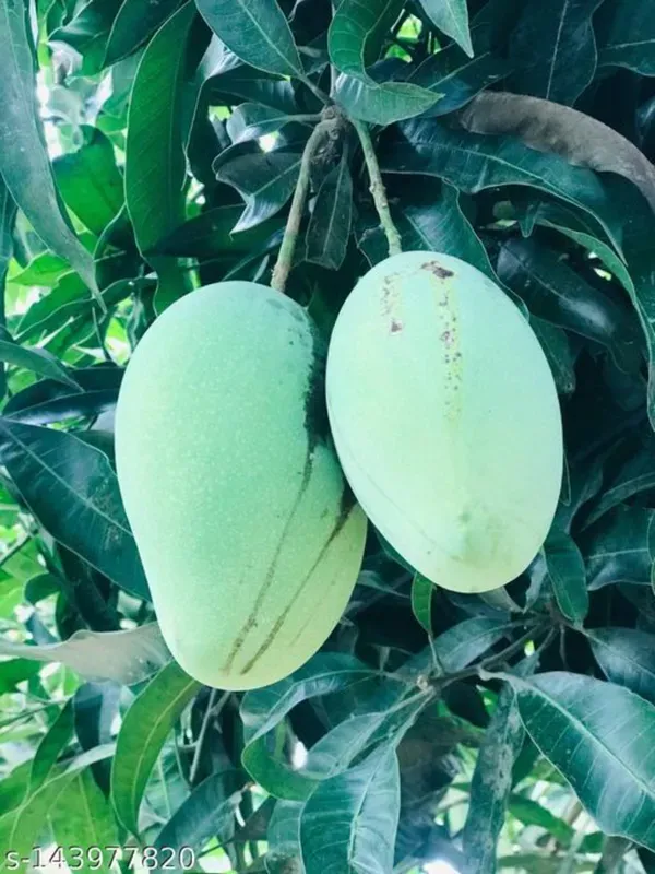 Fazli_Mango__Organic_Ornamental_Plant_For_Home