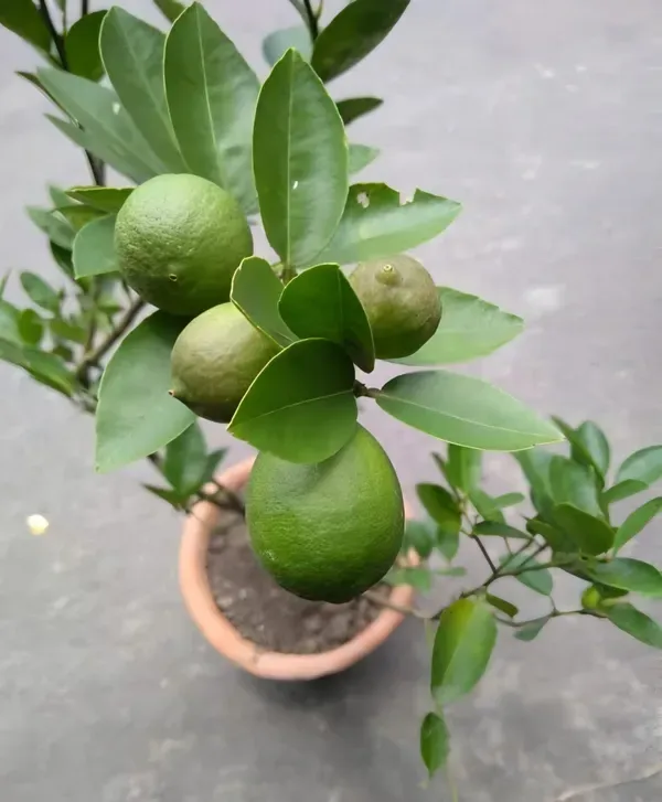 Kagaji_Lemon___Organic_Plant_For_Home