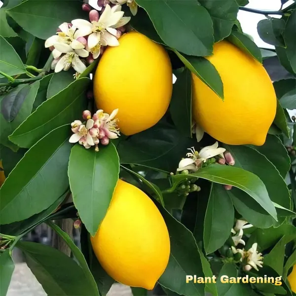 Kagaji_Lemon___Organic_Plant_For_Home