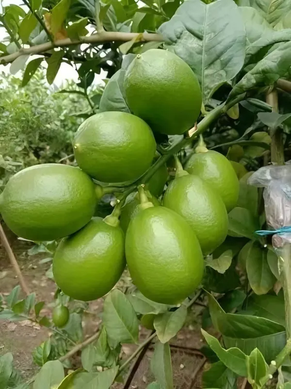 Kagaji_Lemon___Organic_Plant_For_Home