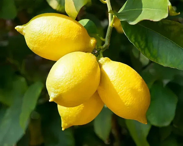 Kagaji_Lemon___Organic_Plant_For_Home