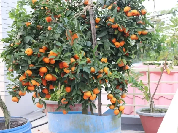 Ramrangan_Orange___Organic_Plant_For_Home