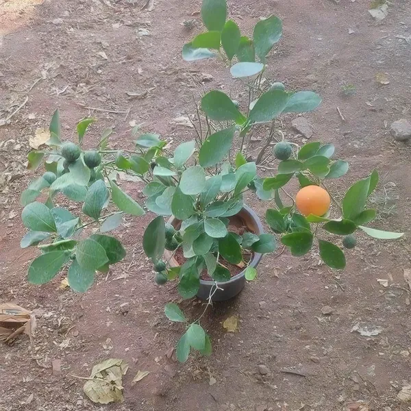 Ramrangan_Orange___Organic_Plant_For_Home
