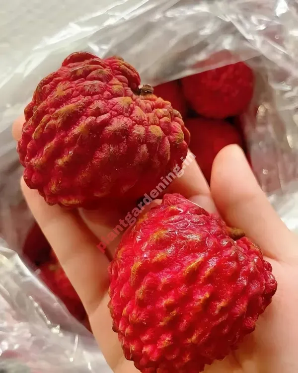 Gaint_Litchi_Fruit_Plant_Organic