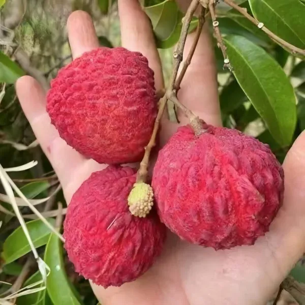 Gaint_Litchi_Fruit_Plant_Organic