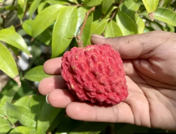 Gaint_Litchi_Fruit_Plant_Organic