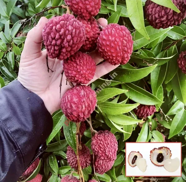 Gaint_Litchi_Fruit_Plant_Organic