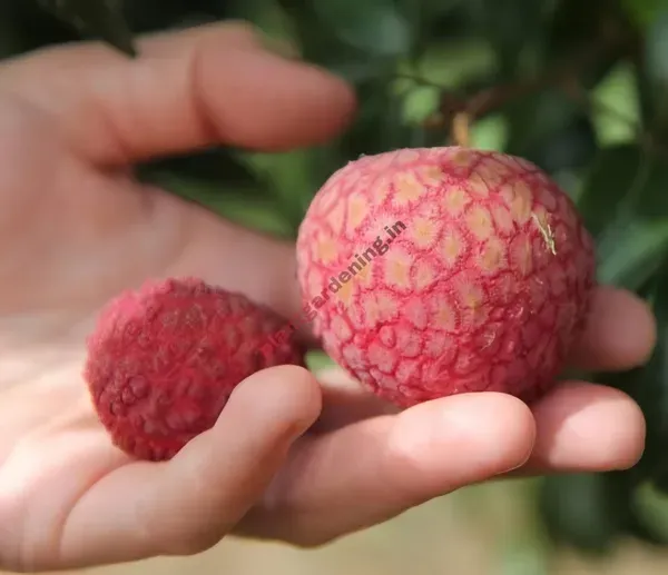 Gaint_Litchi_Fruit_Plant_Organic