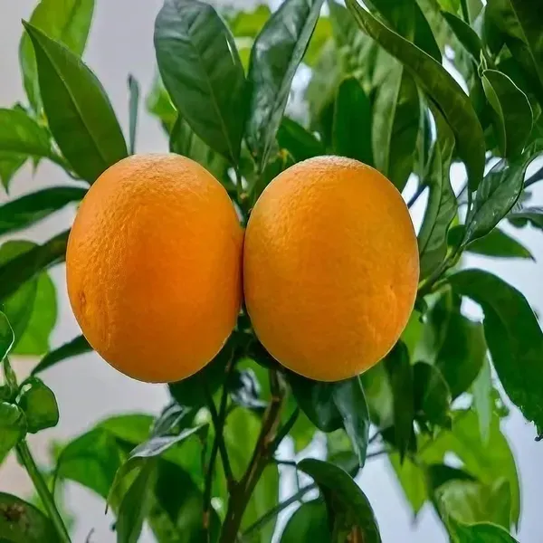 Chatoki_Orange_Organic_Plant_For_Home