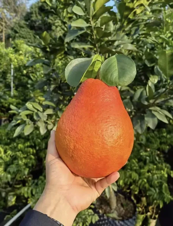 Grape_Fruit_Organic_Grapefruit_Plant