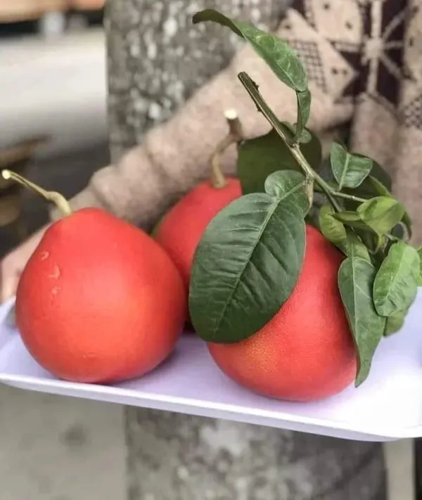 Grape_Fruit_Organic_Grapefruit_Plant