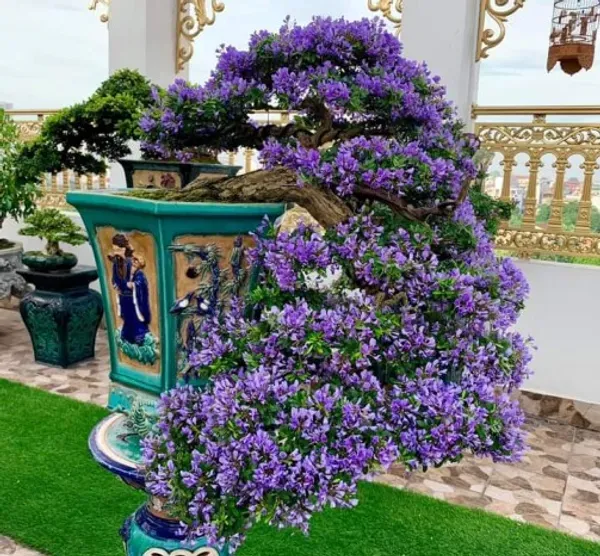 Bonsai_Plant_Home_Garden_Organic