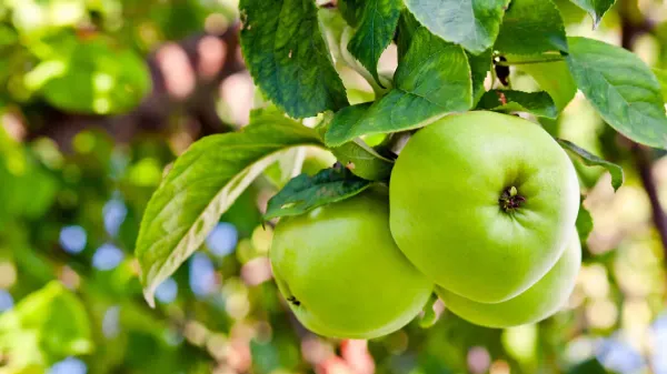 Claimate_Dwarf_Veriety_Organic_Plant