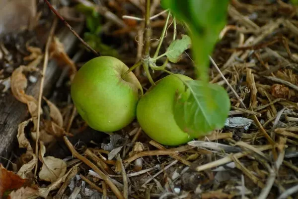 Claimate_Dwarf_Veriety_Organic_Plant