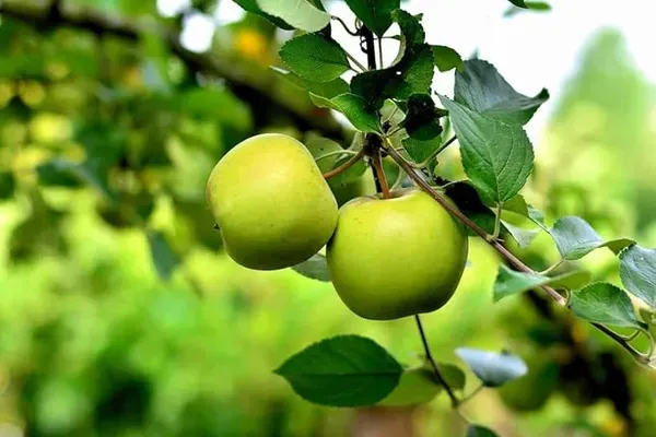Claimate_Dwarf_Veriety_Organic_Plant