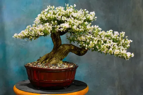 Blubell_Bonsai_Garden_Organic_Bluebell